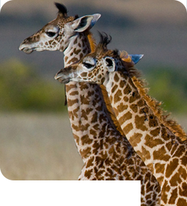 Irembo Holidays Safaris
