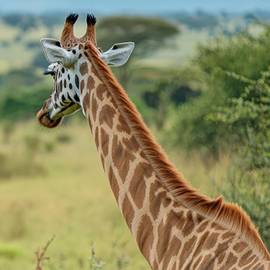 Irembo Holidays Safaris