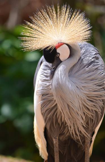 Irembo Holidays Safaris