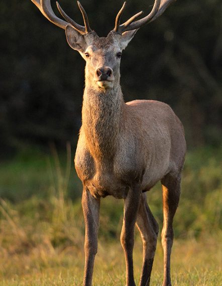 Irembo Holidays Safaris