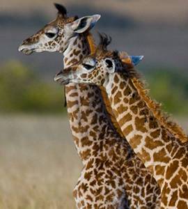 Irembo Holidays Safaris