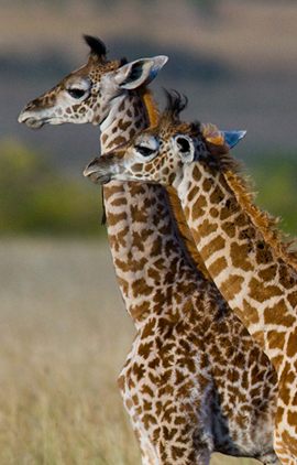 Irembo Holidays Safaris