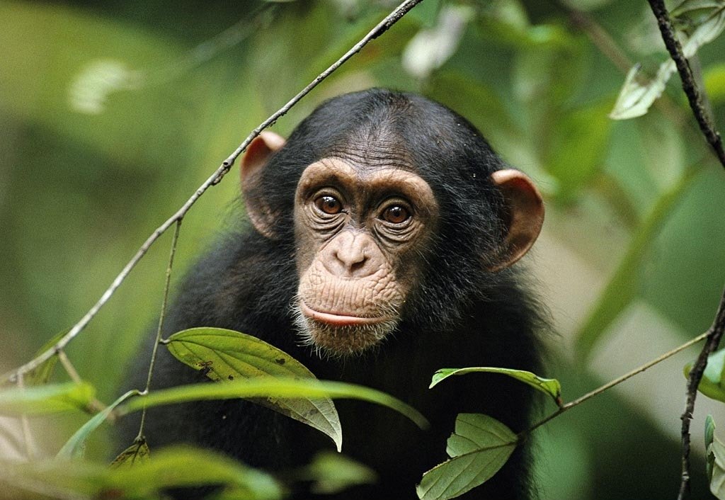 Irembo Holidays Safaris