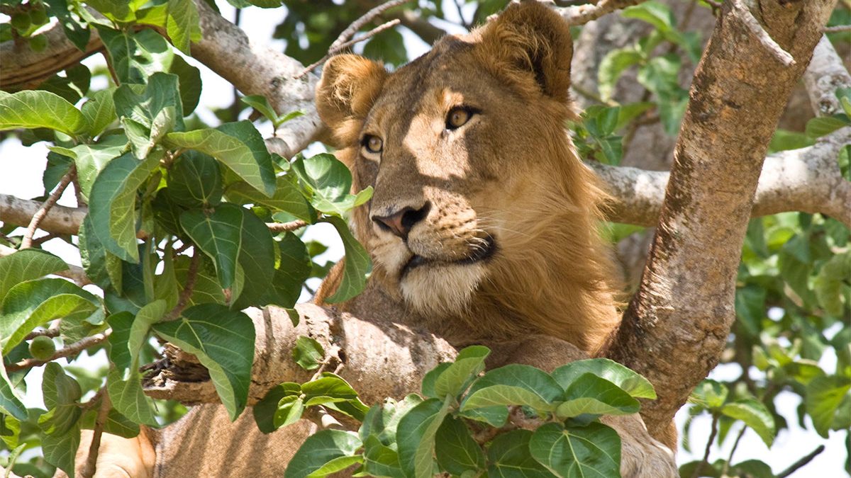 Irembo Holidays Safaris