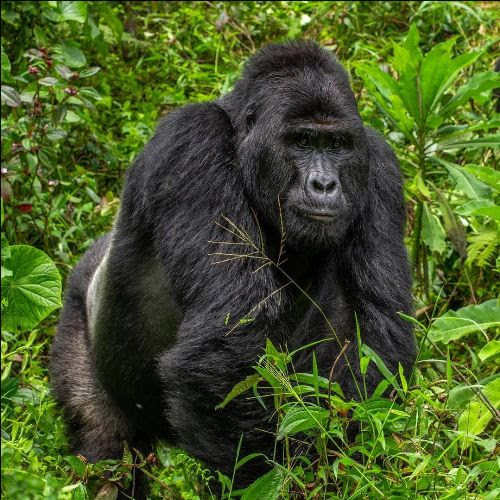 Irembo Holidays Safaris