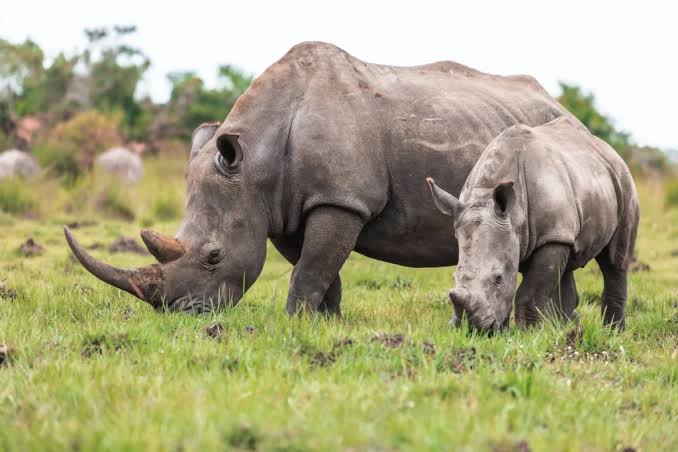 Irembo Holidays Safaris